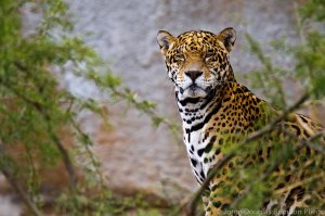 Обои для рабочего стола: Одинокий силуэт