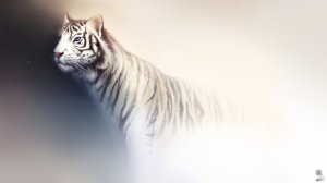 Обои для рабочего стола: Белый зверь