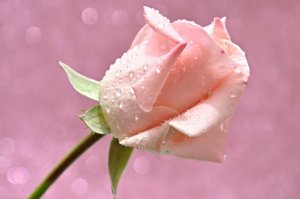 Обои для рабочего стола: Розвые лепестки
