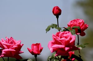 Обои для рабочего стола: Розовый куст