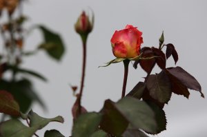 Обои для рабочего стола: Розовые бутоны