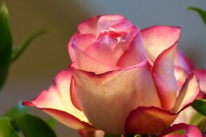 Обои для рабочего стола: Желтая с розовым