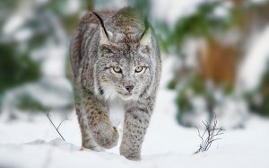 Обои для рабочего стола: Крадется
