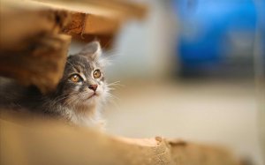 Обои для рабочего стола: Котик выглянул
