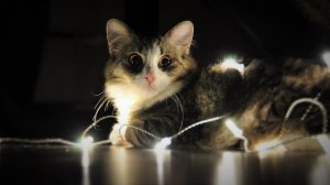 Обои для рабочего стола: Кот в гирлянде