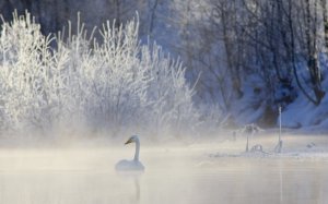 Обои для рабочего стола: Сизый туман