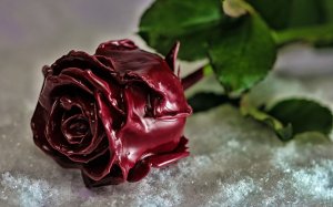 Обои для рабочего стола: Сладкая роза