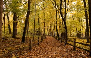 Обои для рабочего стола: Forests Autumn Folia...