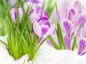 Обои для рабочего стола: Крокусы под снегом