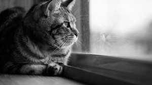 Обои для рабочего стола: Взгляд в даль