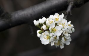 Обои для рабочего стола: Черешневый цвет