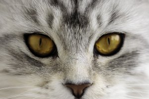 Обои для рабочего стола: Кошачьи глаза