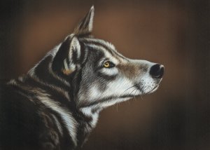 Обои для рабочего стола: Собачья морда
