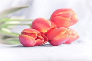 Обои для рабочего стола: Тюльпаны морковного ...