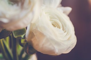 Обои для рабочего стола: Белые розы