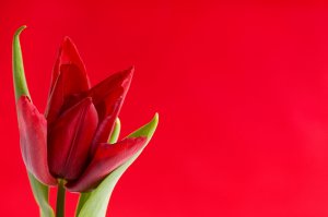 Обои для рабочего стола: Алый тюльпан