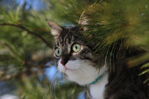 Обои для рабочего стола: Котик под кедром