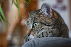 Обои для рабочего стола: Котейкин профиль