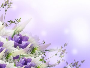 Обои для рабочего стола: Цветы эустомы