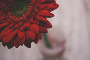 Обои для рабочего стола: Красные лепестки