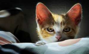 Обои для рабочего стола: Взгляд котенка