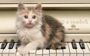 Обои для рабочего стола: Кот-композитор