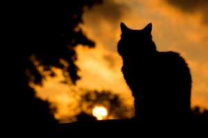 Обои для рабочего стола: Кошка и восход