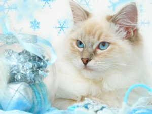 Обои для рабочего стола: Кошка Света