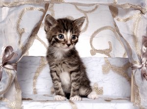 Обои для рабочего стола: Котенок из глянца