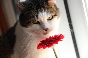 Обои для рабочего стола: Кот и гербера