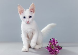 Обои для рабочего стола: Котенок и цветок