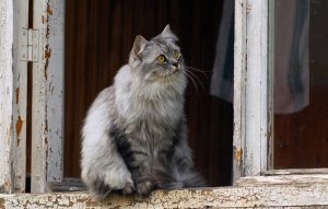 Обои для рабочего стола: Кот на окне