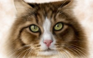Обои для рабочего стола: Рисунок кота