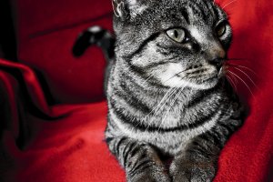 Обои для рабочего стола: Кот на красном