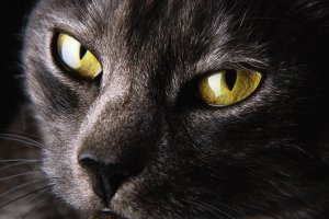 Обои для рабочего стола: Мурчащее удовольстви...