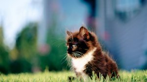 Обои для рабочего стола: Котенок на траве