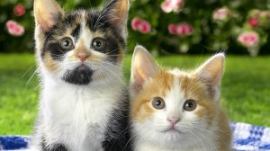 Обои для рабочего стола: Котятки