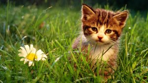 Обои для рабочего стола: Котик и ромашка