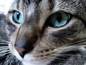 Обои для рабочего стола: Кошачий взгляд