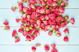 Обои для рабочего стола: Roses Many
