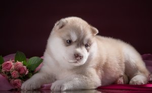 Обои для рабочего стола: Щенок Хаски