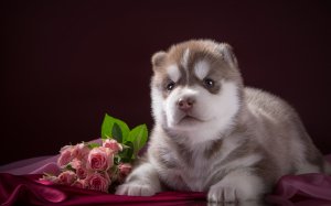 Обои для рабочего стола: Малыш Хаски