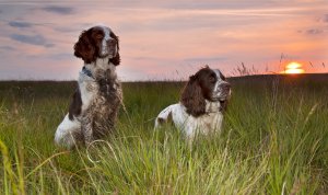 Обои для рабочего стола: Dogs_Spaniel_Two_Gra...