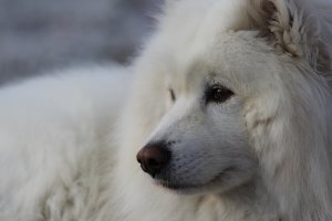 Обои для рабочего стола: Белый самоед