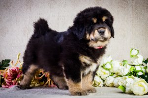 Обои для рабочего стола: Тибетский мастиф