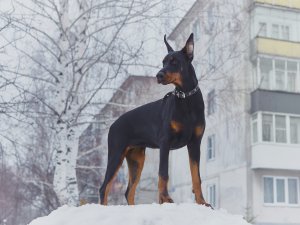 Обои для рабочего стола: Зимний доберман
