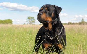 Обои для рабочего стола: Rottweiler