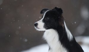 Обои для рабочего стола: Бордер колли зимой
