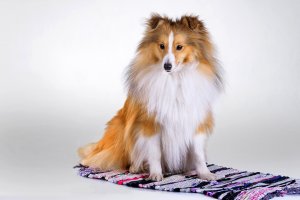 Обои для рабочего стола: Колли на коврике