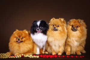 Обои для рабочего стола: 4 шпица